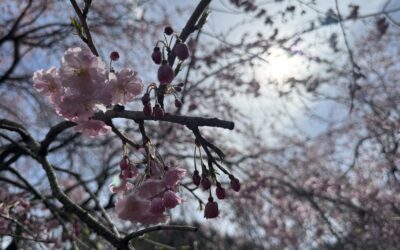 目標は、達成するためだけのものではない